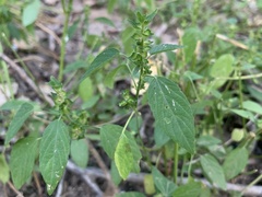 Acalypha neomexicana