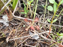 Drosera capillaris