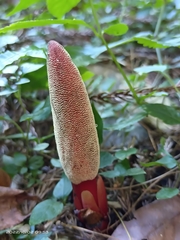 Balanophora laxiflora