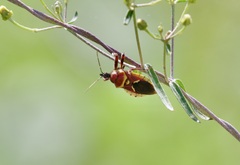 Apiomerus flaviventris