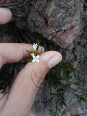 Arcytophyllum