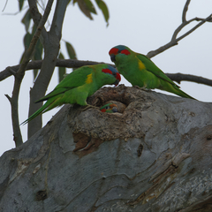 Glossopsitta concinna
