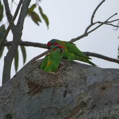 Glossopsitta concinna