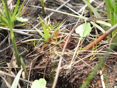Drosera capillaris