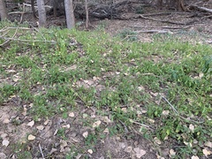 Acalypha neomexicana