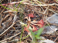 Drosera capillaris