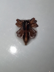 Plexippus paykulli