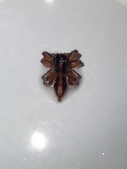 Plexippus paykulli
