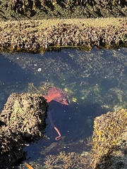 Enteroctopus dofleini