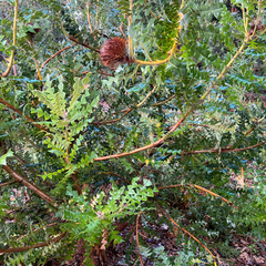 Banksia baxteri