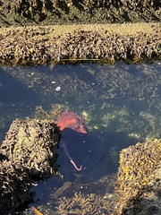 Enteroctopus dofleini