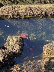 Enteroctopus dofleini