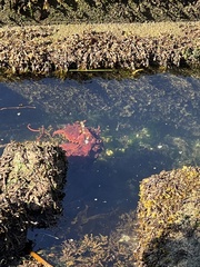 Enteroctopus dofleini