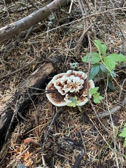 Hydnellum aurantiacum
