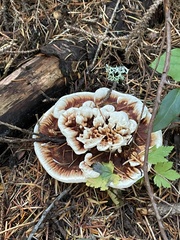 Hydnellum aurantiacum