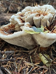 Hydnellum aurantiacum