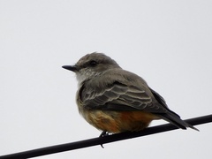 Pyrocephalus rubinus