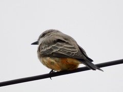 Pyrocephalus rubinus
