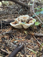 Hydnellum aurantiacum