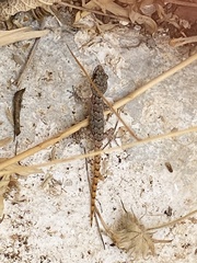 Mediodactylus kotschyi