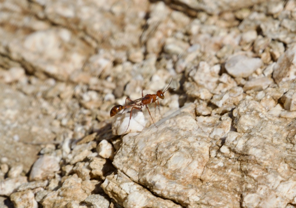 Ammophila formicoides