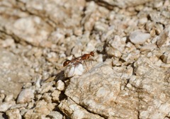 Ammophila formicoides
