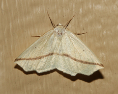 Tetracis crocallata