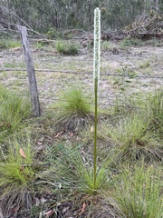 Xanthorrhoea johnsonii