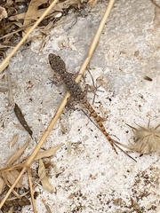 Mediodactylus kotschyi