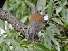 Turdus rufopalliatus