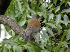 Turdus rufopalliatus