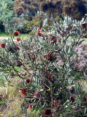 Banksia rosserae