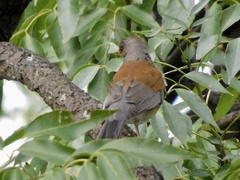 Turdus rufopalliatus