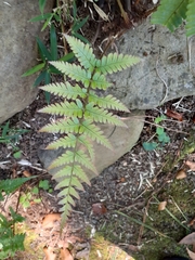 Athyrium niponicum