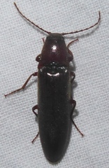 Elateridae