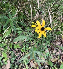 Rudbeckia hirta