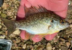 Lepomis microlophus