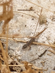 Mediodactylus kotschyi