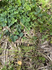 Papilio polyxenes asterius