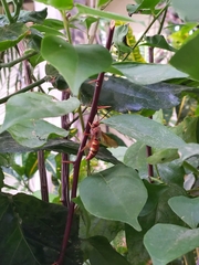 Sphecius