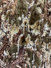 Coniophora puteana
