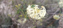 Pimelea angustifolia