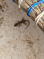 Mediodactylus kotschyi