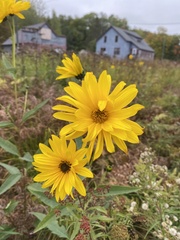 Helianthus pauciflorus