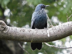Melanotis caerulescens