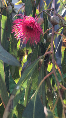 Eucalyptus leucoxylon