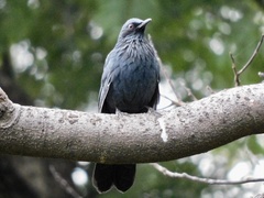 Melanotis caerulescens