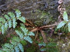Polystichum parvipinnulum