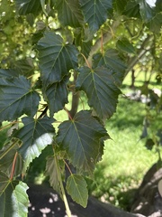 Acer morrisonense