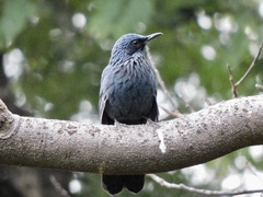Melanotis caerulescens